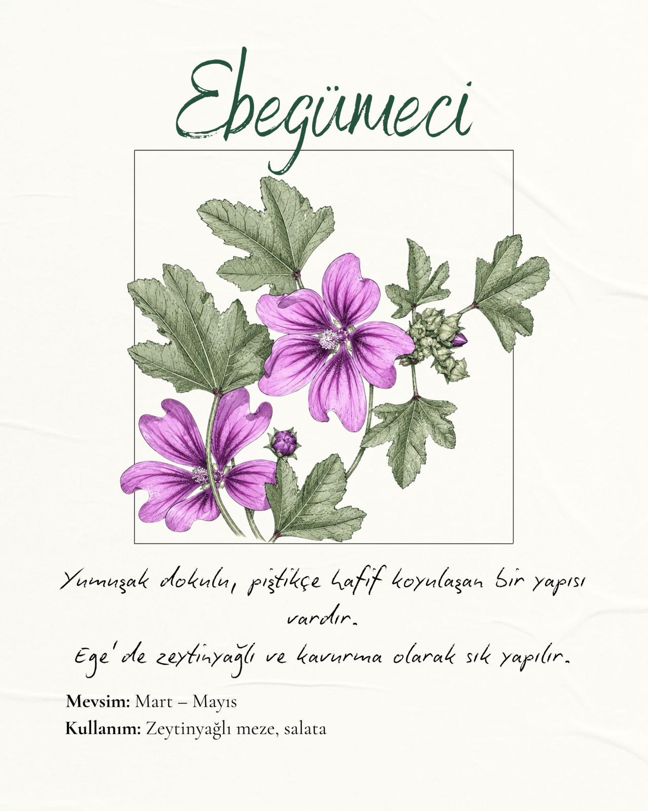 Ebegümeci