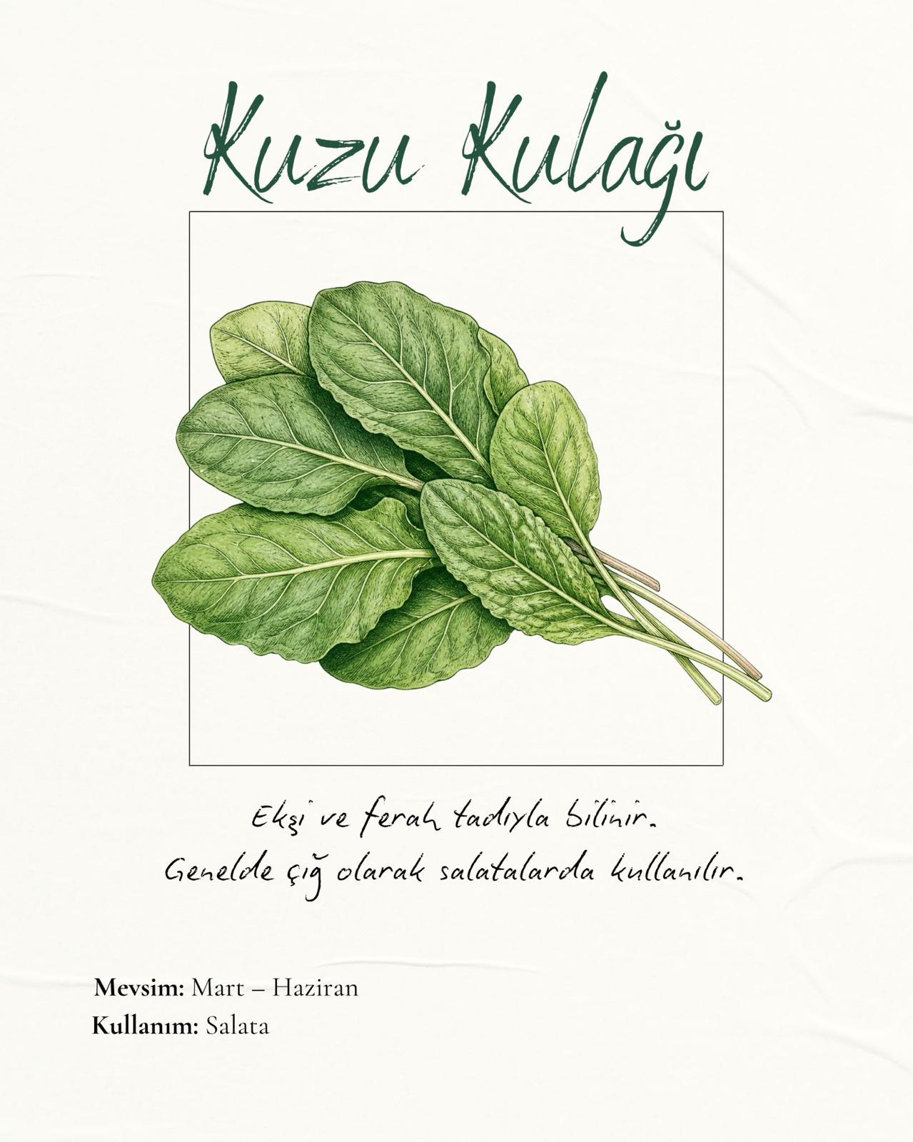 Kuzu Kulağı