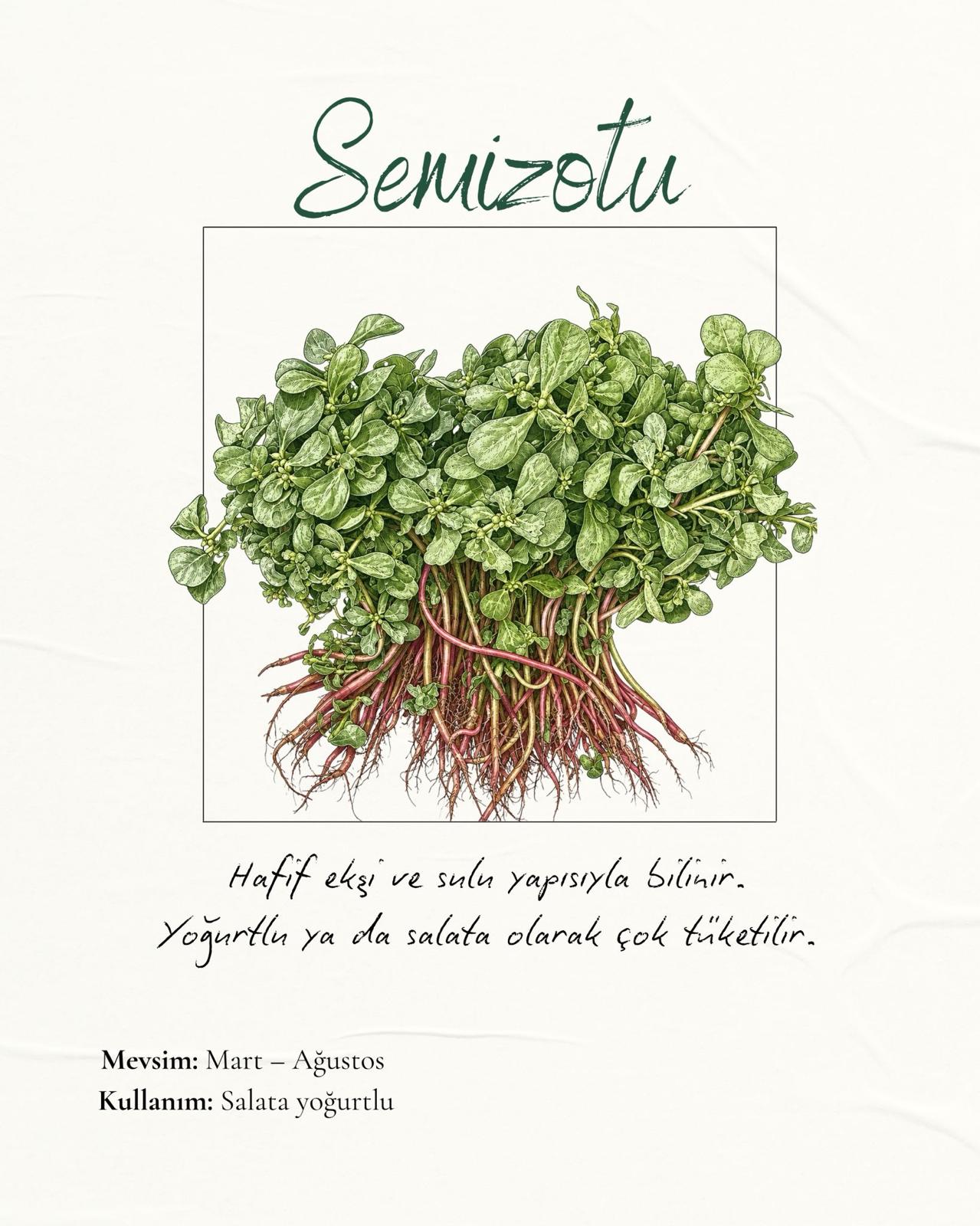Semizotu
