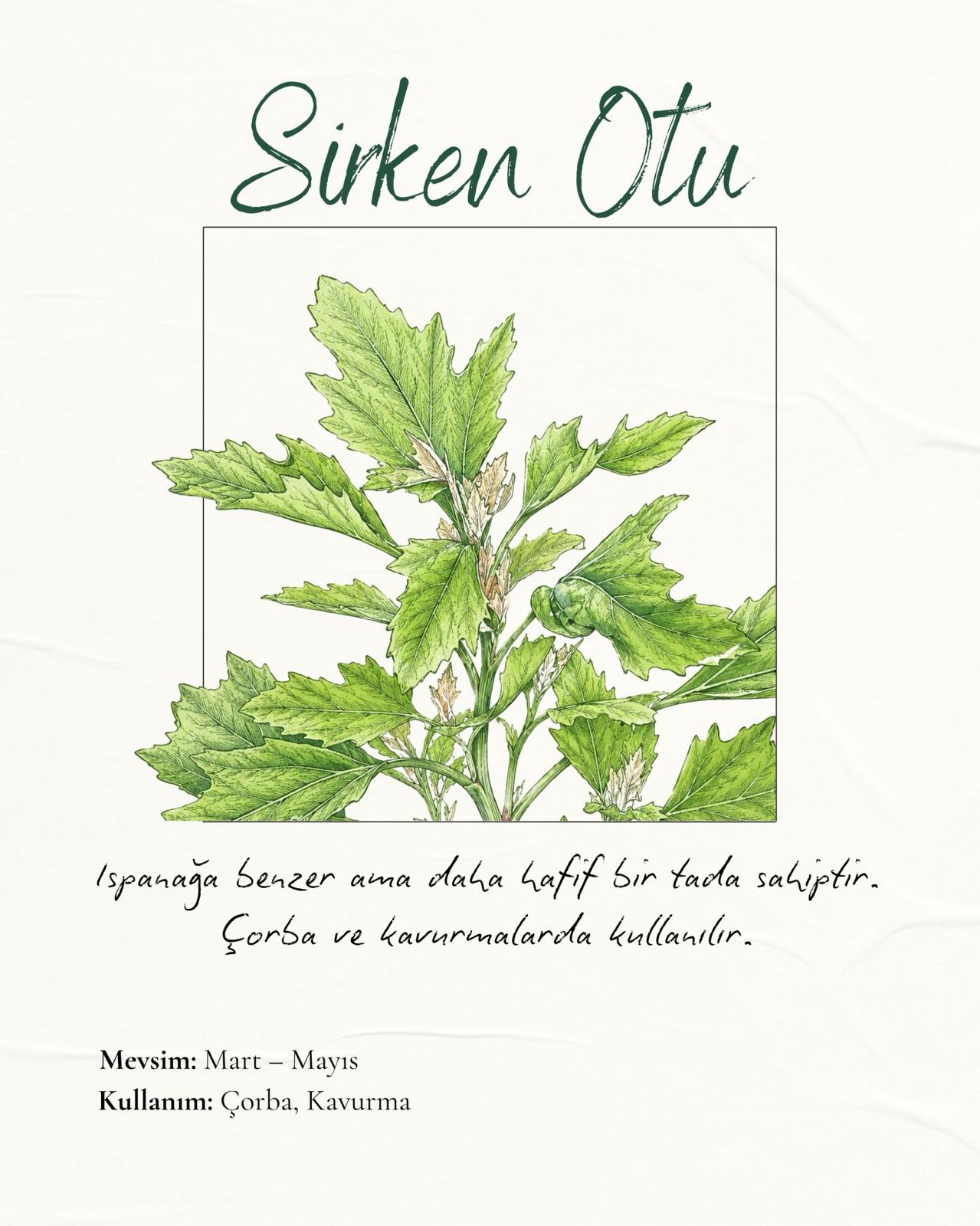 Sirken Otu