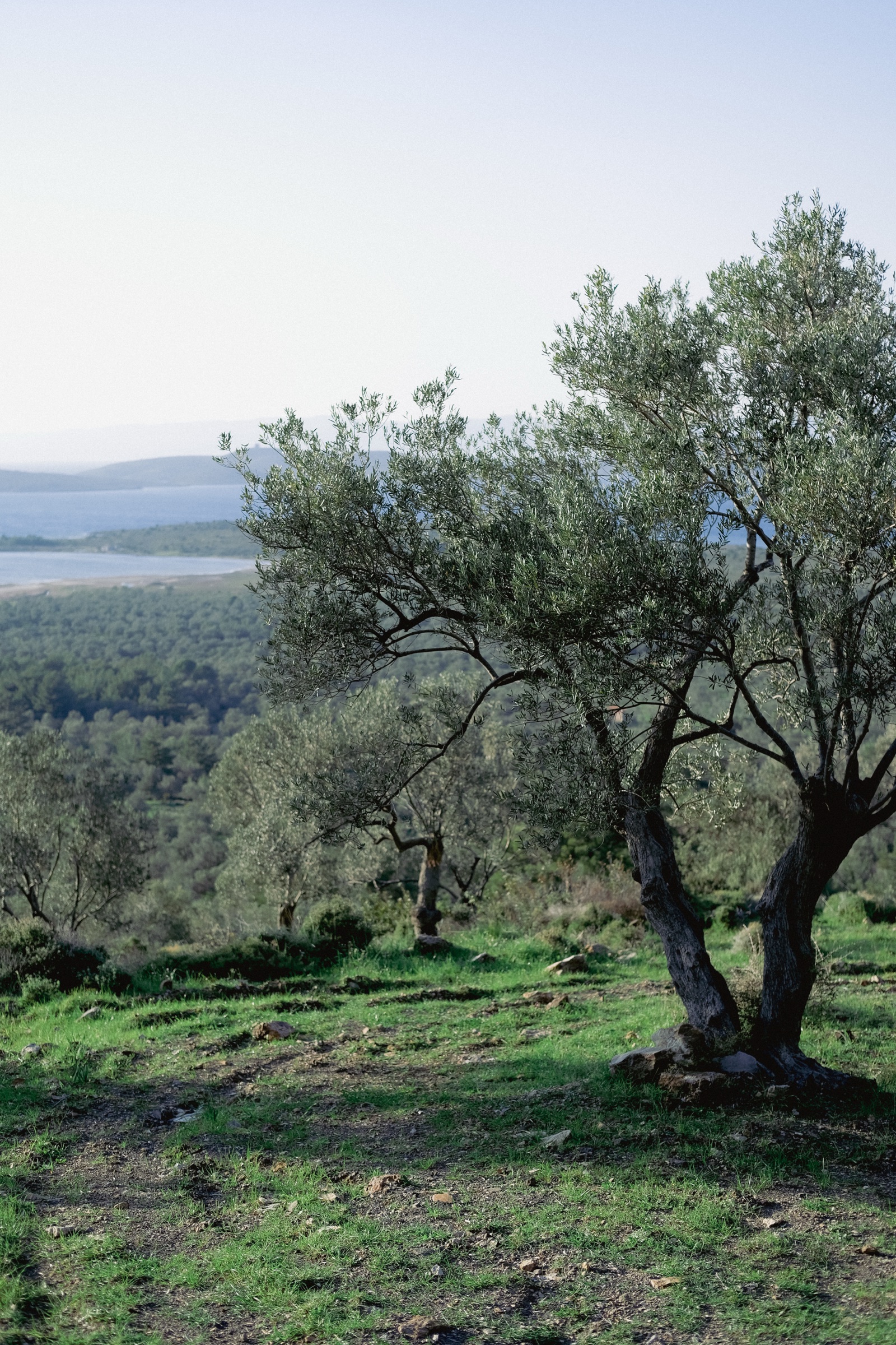 Ayvalık zeytinlikleri
